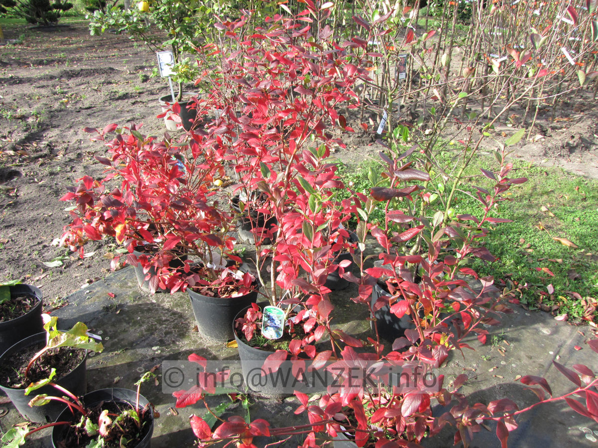 Vaccinium corymbosum 05 Herbstfaerbung.JPG